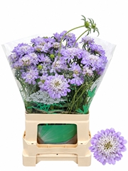 Scabiosa Dark Lavender Bon Bon Scoop 65cm
