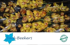 Cymbidium Esther 60cm