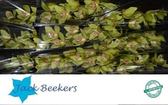 Cymbidium Melissa 60cm