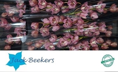 Cymbidium Jannet 60cm