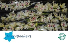 Cymbidium Ivory 80cm