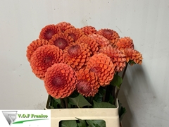 Dahlia Cornel Bronze 60cm