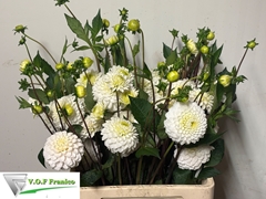 Dahlia Caro 60cm