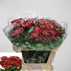 Chrysanth Single Ankara Red 80cm 140gr.
