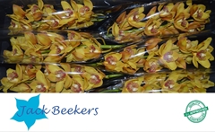 Cymbidium Esther 80cm