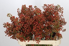 Rosa Autumn Rosefruits 80cm