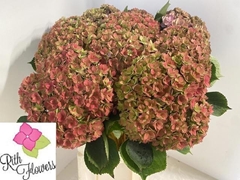 Hydrangea Royal Anastasia Classic 80cm 22-24cm Hd