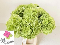 Hydrangea White Verena Classic 60cm 19-21cm Hd