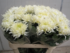 Chrysanth Single Louis Germ White 80cm 145gr.