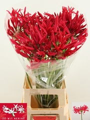 Nerine Desi 80cm