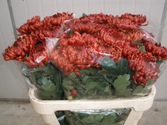 Chrysanth Single Ankara Red 75cm 115gr.