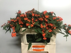 Euphorbia Fulgens Spray Queen Of Orange 70cm 10cm Hd