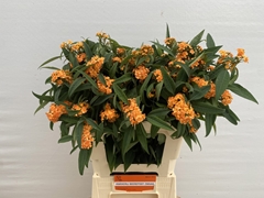 Euphorbia Fulgens Spray Sunstream 60cm 5cm Hd