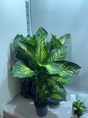 Dieffenbachia Tropic Snow 17Ø 60cm