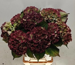 Hydrangea Royal Sunset Classic 60cm 16-18cm Hd