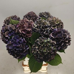 Hydrangea Royal King Classic 60cm 14-16cm Hd