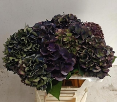 Hydrangea Royal King Classic 50cm 12-14cm Hd