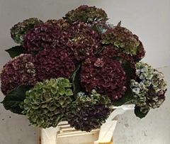 Hydrangea Revolution Classic 50cm 11-13cm Hd