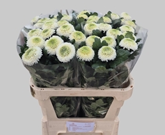 Chrysanth Single Boris Becker 80cm 80gr.