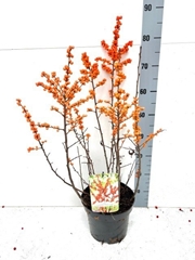 Ilex Verticillata 23Ø 85cm