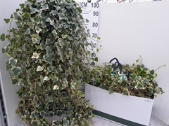 Hedera Helix White Wonder 23Ø 150cm