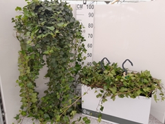 Hedera Helix Wonder 23Ø 100cm