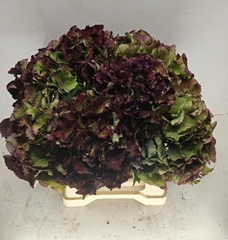 Hydrangea Royal Sunset Classic 40cm 18-20cm Hd