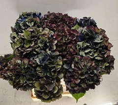Hydrangea Royal King Classic 40cm 11-13cm Hd
