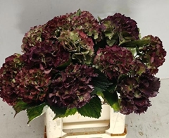 Hydrangea Royal Sunset Classic 40cm 10-12cm Hd