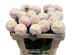 Dahlia Light Wizard 55cm