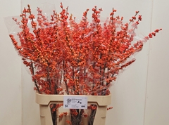 Ilex Oudijk's Orange 100cm