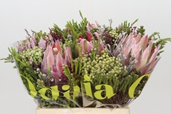 Protea Per Bunch 40cm