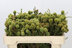 Brunia Fragarioides 50cm