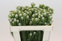 Leucadendron Ayoba Jade Pearl 50cm Spray