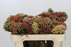 Brunia Laevis Red 50cm