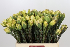 Leucadendron Discolor 60cm