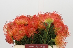 Leucospermum Succession 35cm