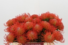 Leucospermum Succession 35cm