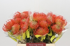 Leucospermum Succession 40cm
