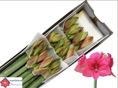 Hippeastrum Pleasure 75cm