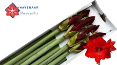 Hippeastrum Shiraz 70cm