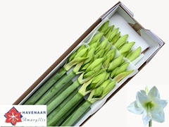 Hippeastrum Albarino 75cm