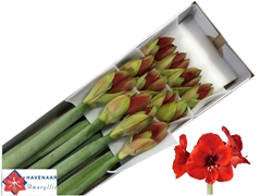 Hippeastrum Ferrari 75cm