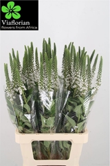Lysimachia Moonlight 70cm