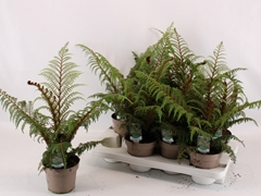 Cyathea Tomentosissima 14Ø 50cm