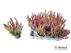Calluna Garden Girls Trio Girls 10Ø 25cm