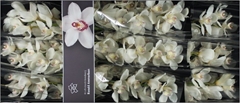 Cymbidium Antonella 60cm