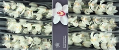 Cymbidium Hms. White Sensation 80cm