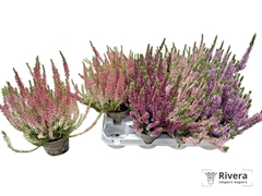 Calluna Garden Girls Mix 10Ø 20cm