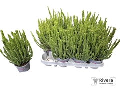 Calluna Garden Girls Fluffy 10Ø 25cm